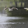 Чайка над водой - Фотоохота в парке - Волошины.РФ