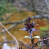 Каменный цветок - Весна в Балашихе - Волошины.РФ