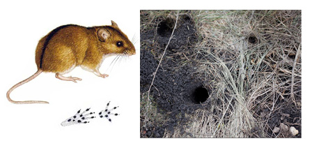 Мышки живут в норках - Кто где живет (детям) - Волошины.РФ